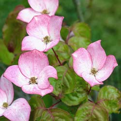 Pink flowering Japan dogwood